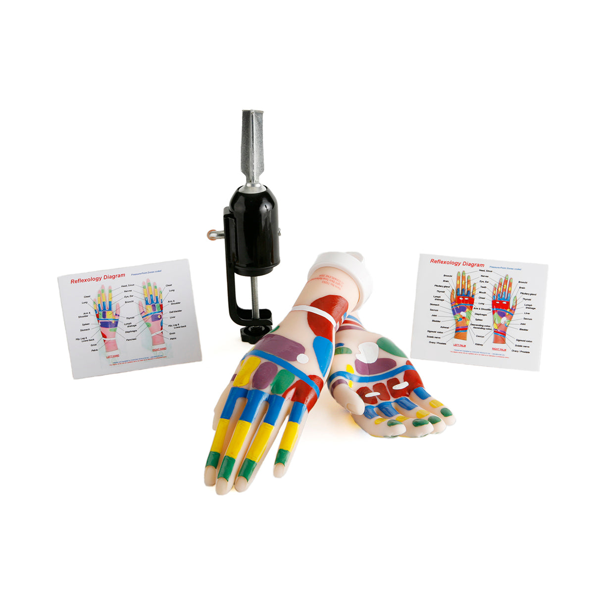 Reflexology Hands Tool Kit: Light, Pre-marked (#70045)